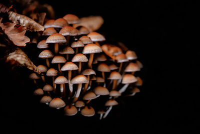 Close-up of a group of small fungus growing at the base of a tree. hypholoma capnoides