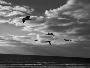 Low angle view of seagulls flying over sea against sky