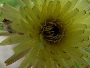 Close-up of yellow flower