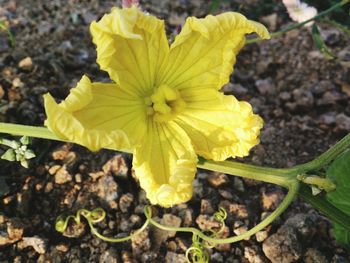 High angle view of yellow flowering plant on field