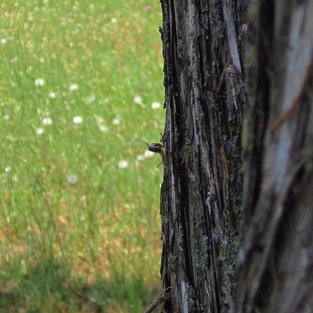 tree trunk, tree, focus on foreground, wood - material, close-up, textured, growth, nature, bark, forest, day, outdoors, rough, tranquility, selective focus, branch, no people, wood, moss, plant bark