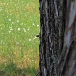 tree trunk