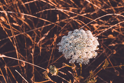 Close-up of frozen plant on field