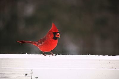 Close-up of bird perching on snow