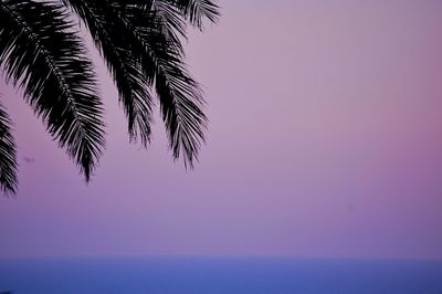 Low angle view of palm tree against clear sky