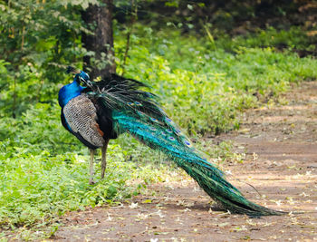 Peacock in a field