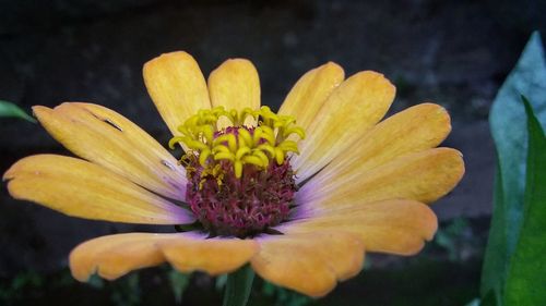 Close-up of yellow flower