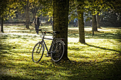 Bicycle on tree trunk in park