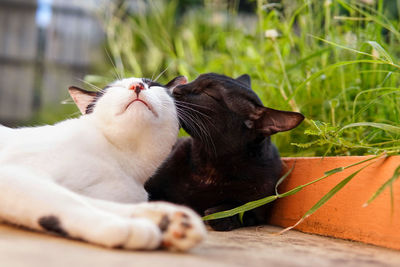 Mother cat takes care of and loves her baby.