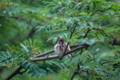 Monkey in a forest