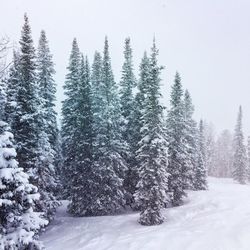 High angle view of snow covered pine trees in winter