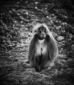 Zoo primate posing