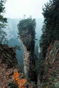 Trees in forest against sky