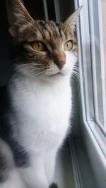 Close-up of cat looking through window