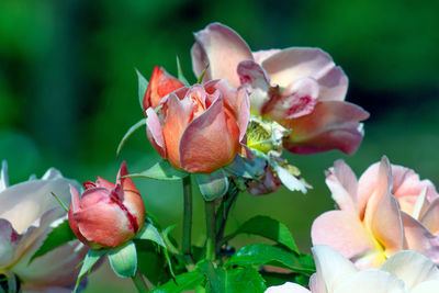 Close-up of red flowering plant