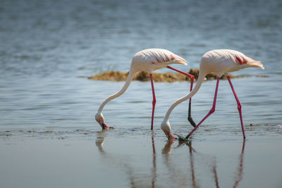 View of birds in lake