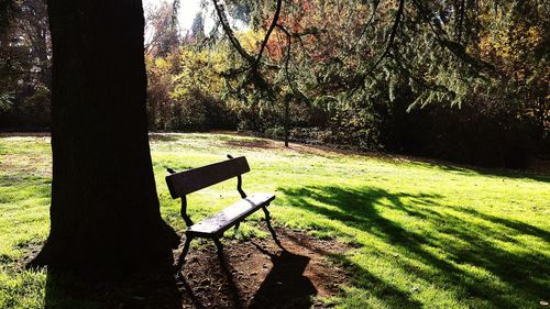 Shadow of tree on grass