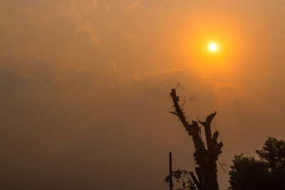 Low angle view of silhouette tree against sky during sunset