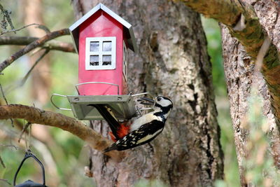 Close-up of red birdhouse on tree trunk