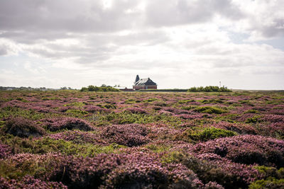 Scenic view of field against cloudy sky
