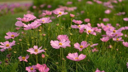 Close-up of pink flowering plants on field