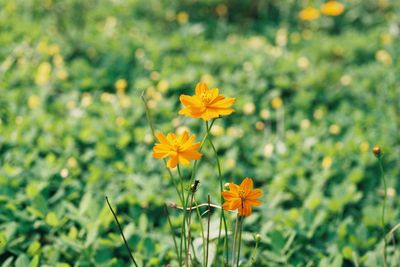 Close-up of yellow flowers against blurred plants