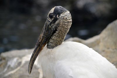 Wood stork latin name mycteria americana