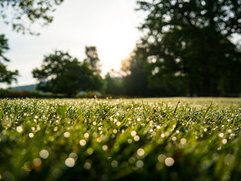 Close-up of grass against trees and sky