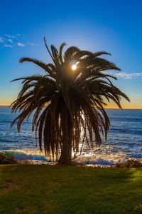 Palm trees at beach against sky