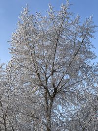 Low angle view of flowering tree against sky