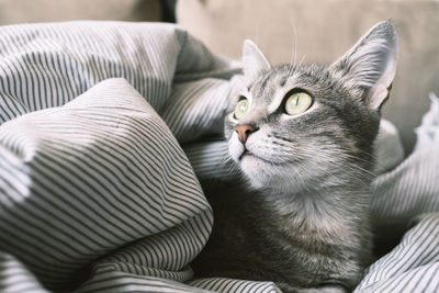 Close-up of cat relaxing on bed