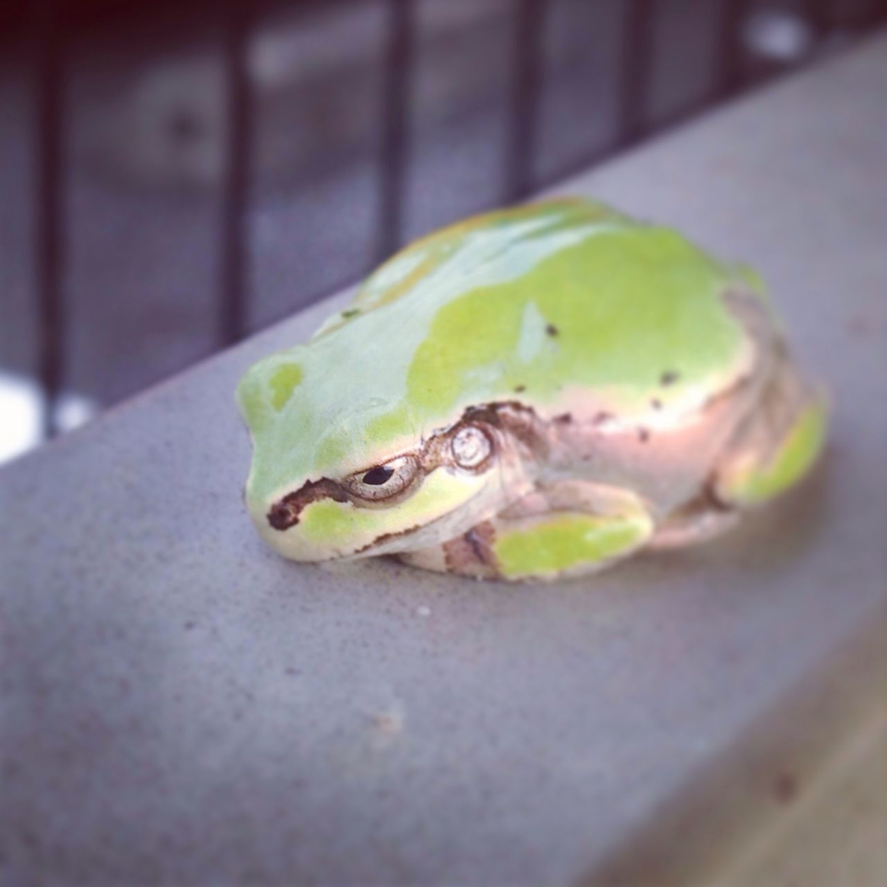 one animal, animal themes, frog, close-up, animals in the wild, wildlife, amphibian, reptile, green color, selective focus, indoors, focus on foreground, lizard, leaf, no people, animal head, green, day, zoology, turtle