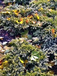 Full frame shot of plants with flowers in water