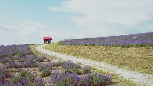 Scenic view of grassy field against cloudy sky