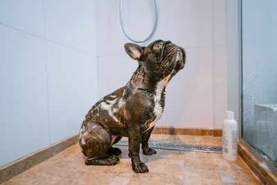 French bulldog taking a bath in bathroom