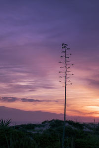 Silhouette trees on landscape against orange sky