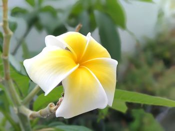 Close-up of white flower