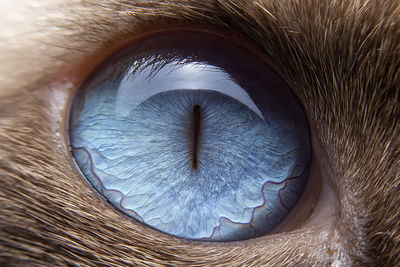 Close-up of the cat's eyes are blue and small hairs around the eyes.