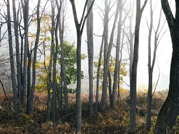 Trees in forest against sky