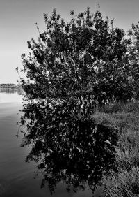 Tree by lake against sky