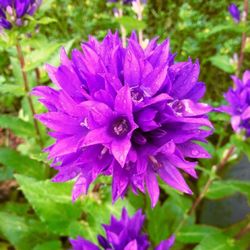 Close-up of purple flowers blooming