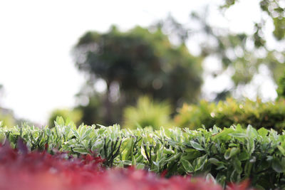 Close-up of fresh plants on field