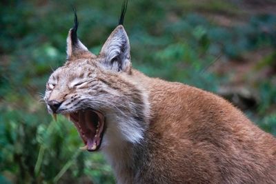 Close-up of cat yawning