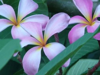 Close-up of pink flowers