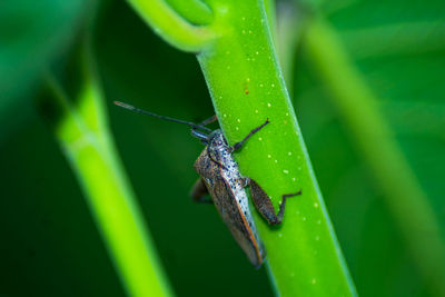 Close-up of insect on leaf