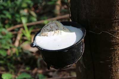 Close-up of drink on tree