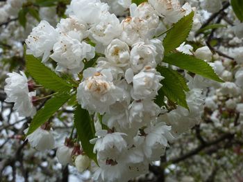 Close-up of white flowers on tree