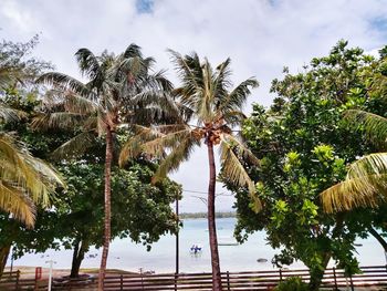 Palm trees on beach against sky