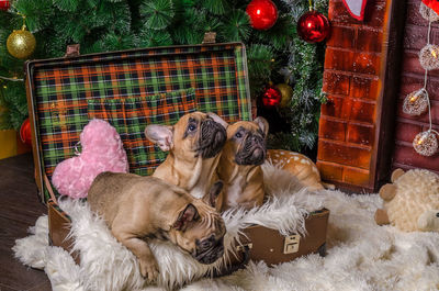Dog on christmas tree