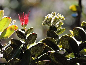 Close-up of flowers blooming outdoors